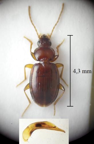Réf. 306 653 : Trechus rufulus